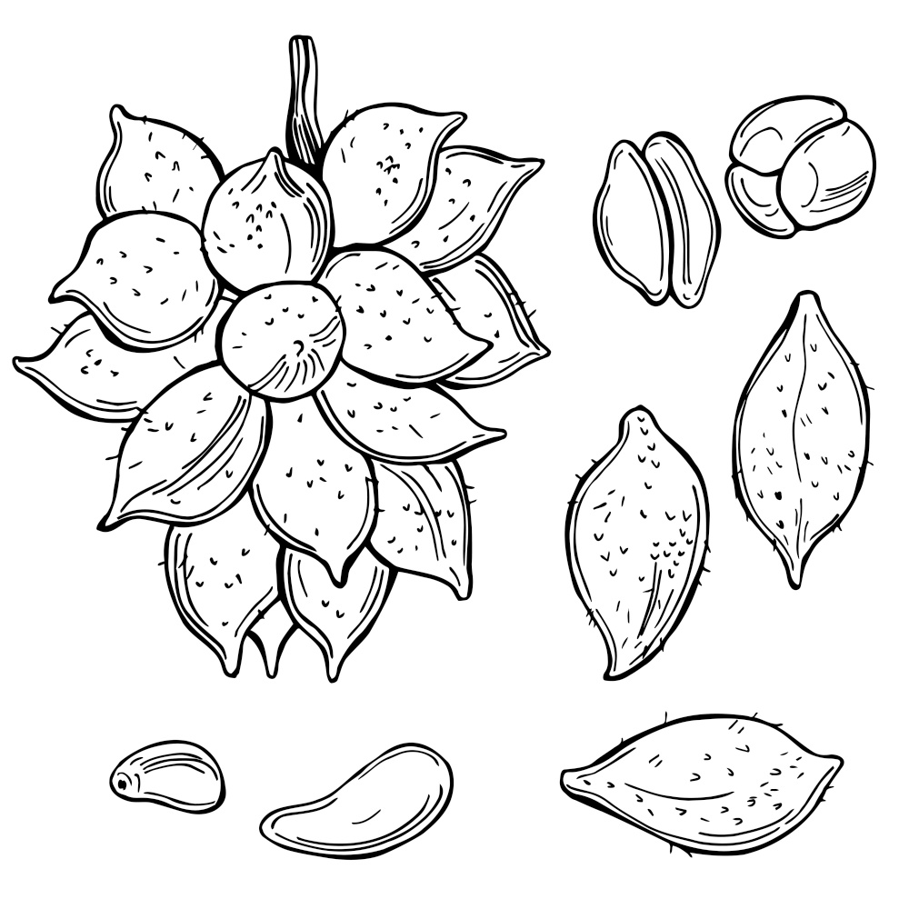 Hand drawn  tropical fruits on white background.  Salak (Salacca zalacca) or Snake fruit. Vector sketch  illustration.. Tropical fruits. Vector  illustration