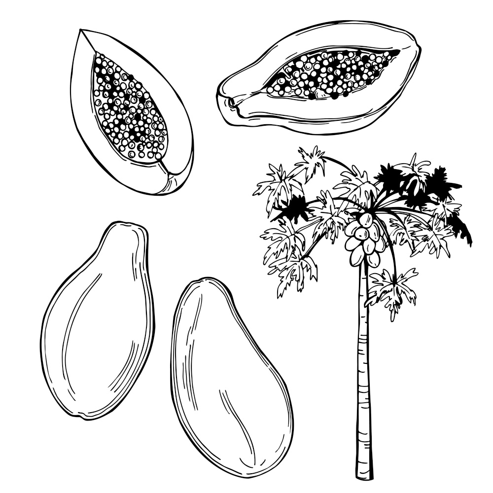 Hand drawn  papaya fruit on white background.Vector sketch  illustration.. Tropical fruits. Vector  illustration