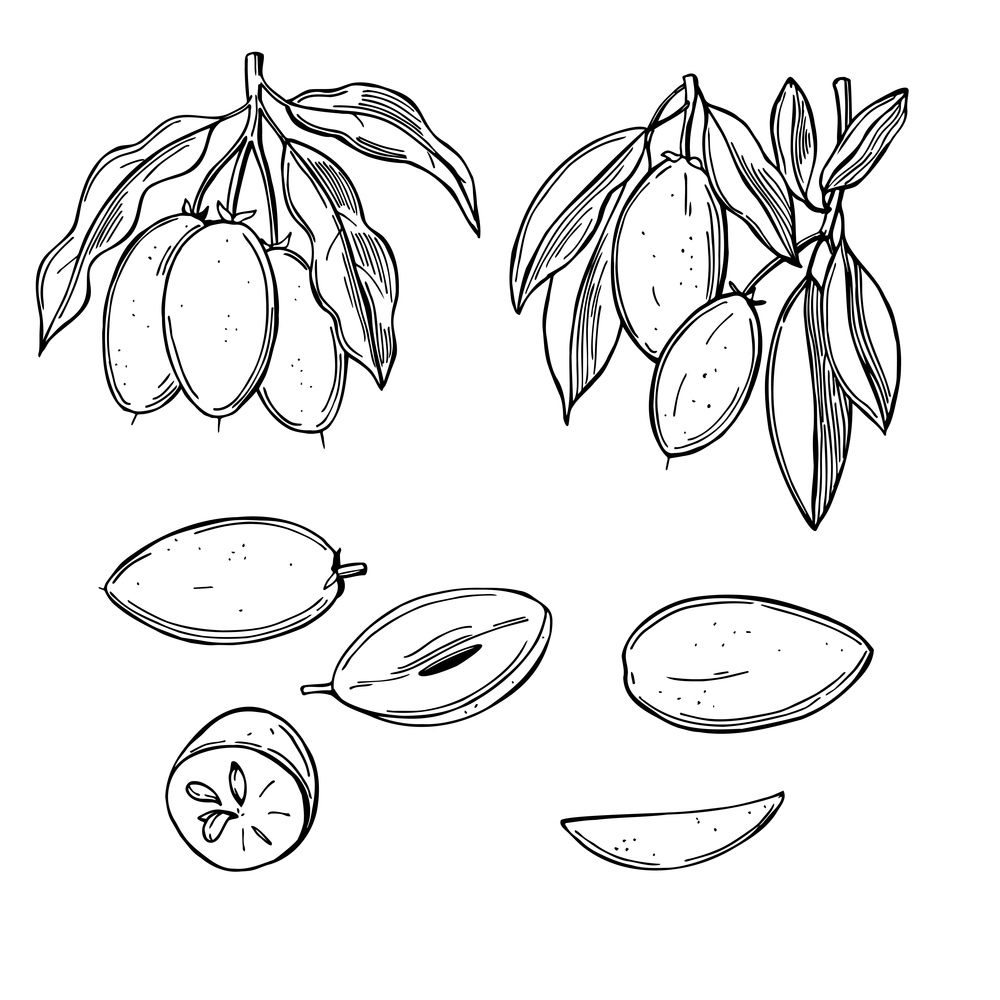 Hand drawn  sapodilla fruits on white background.Vector sketch  illustration.. Tropical fruits. Vector  illustration