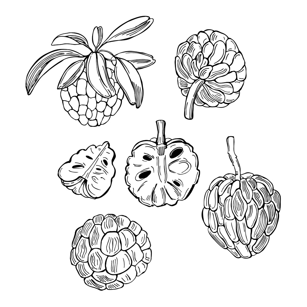 Hand drawn  Custard apple or Sugar apple on white background.Vector sketch  illustration.. Tropical fruits. Vector  illustration