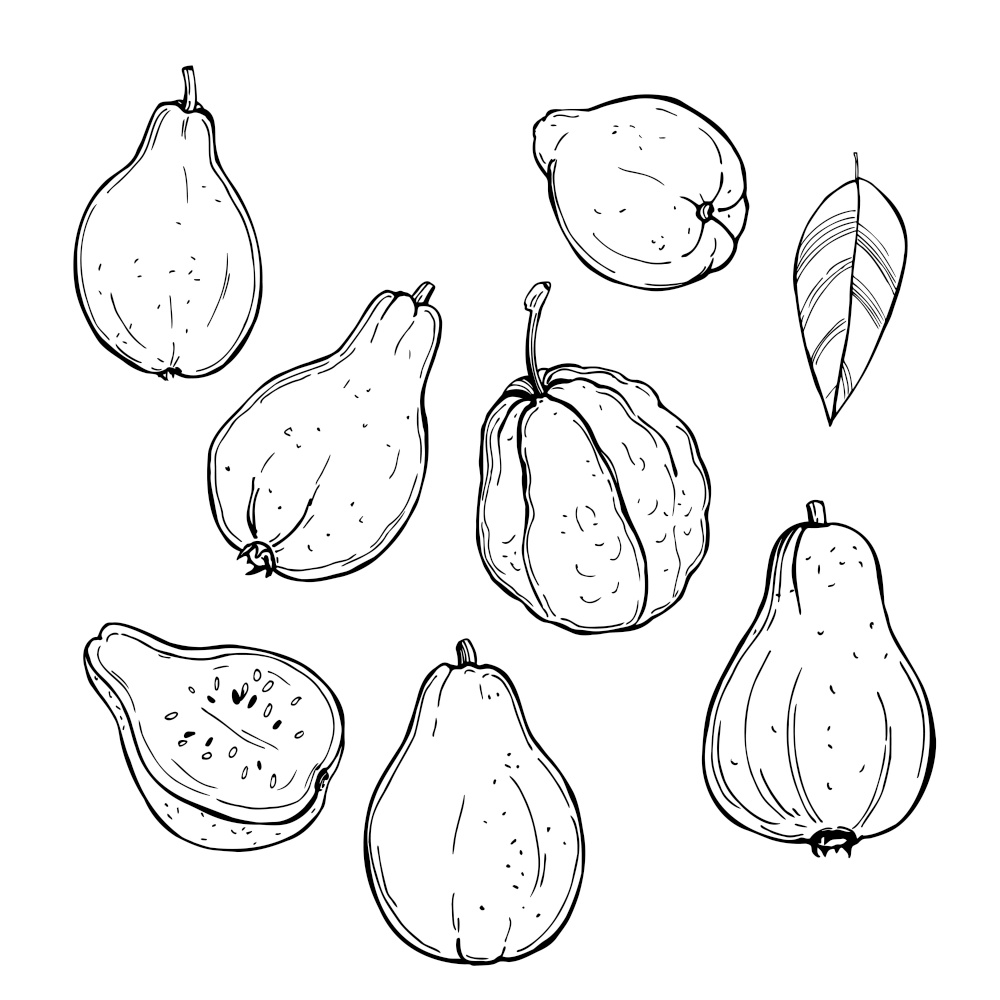Hand drawn  guava fruits on white background.Vector sketch  illustration.. Tropical fruits. Vector  illustration