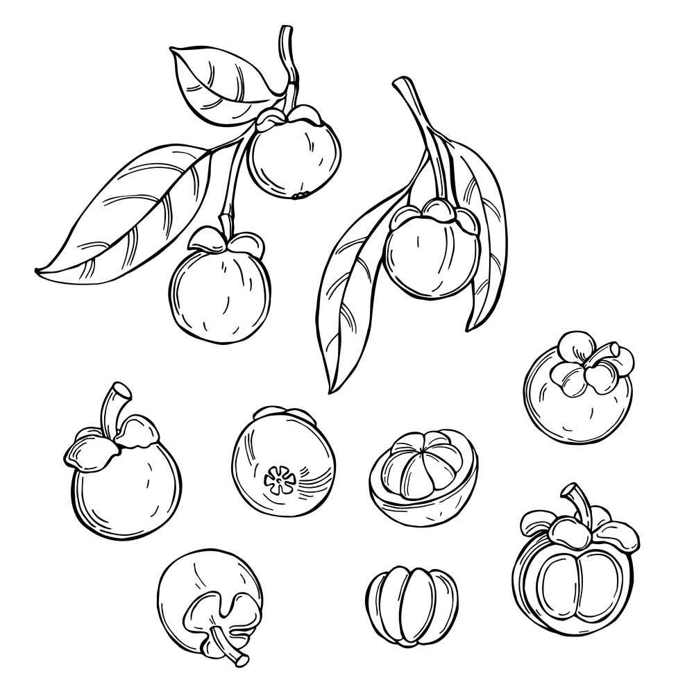 Hand drawn mangosteen. Vector sketch  illustration.. Tropical fruits. Vector  illustration