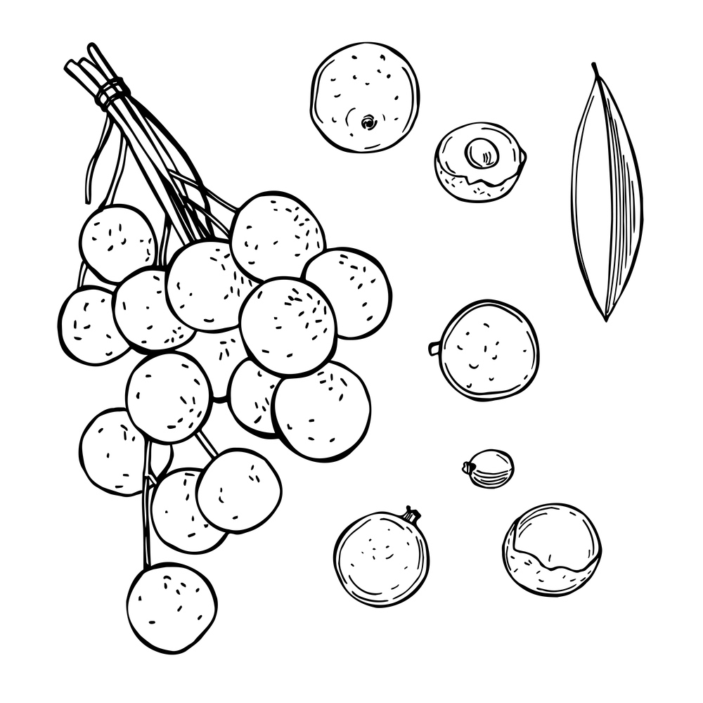 Hand drawn  longan fruits on white background.Vector sketch  illustration.. Tropical fruits. Vector  illustration