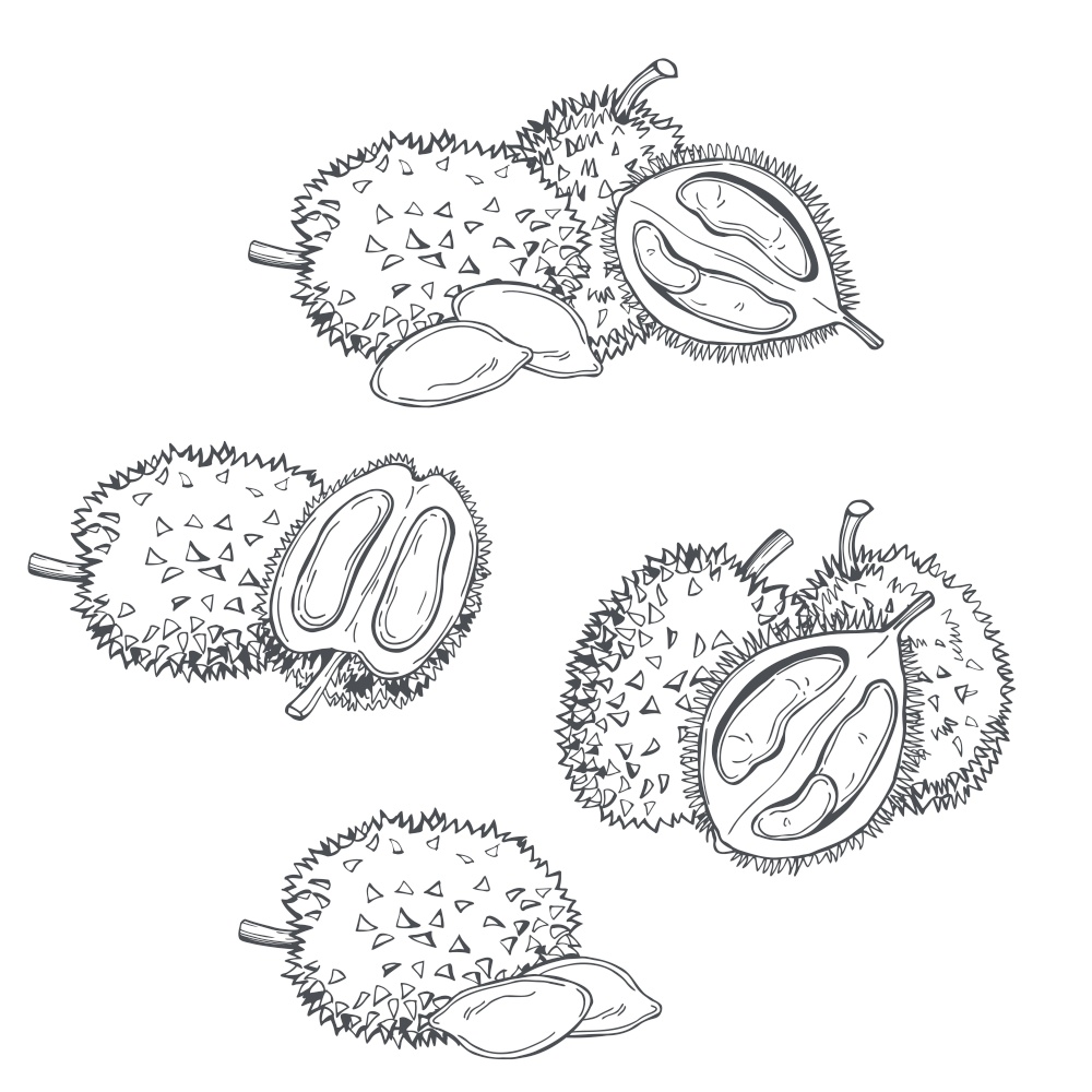 Hand drawn  durian fruit on white background.Vector sketch  illustration.. Tropical fruits. Vector  illustration
