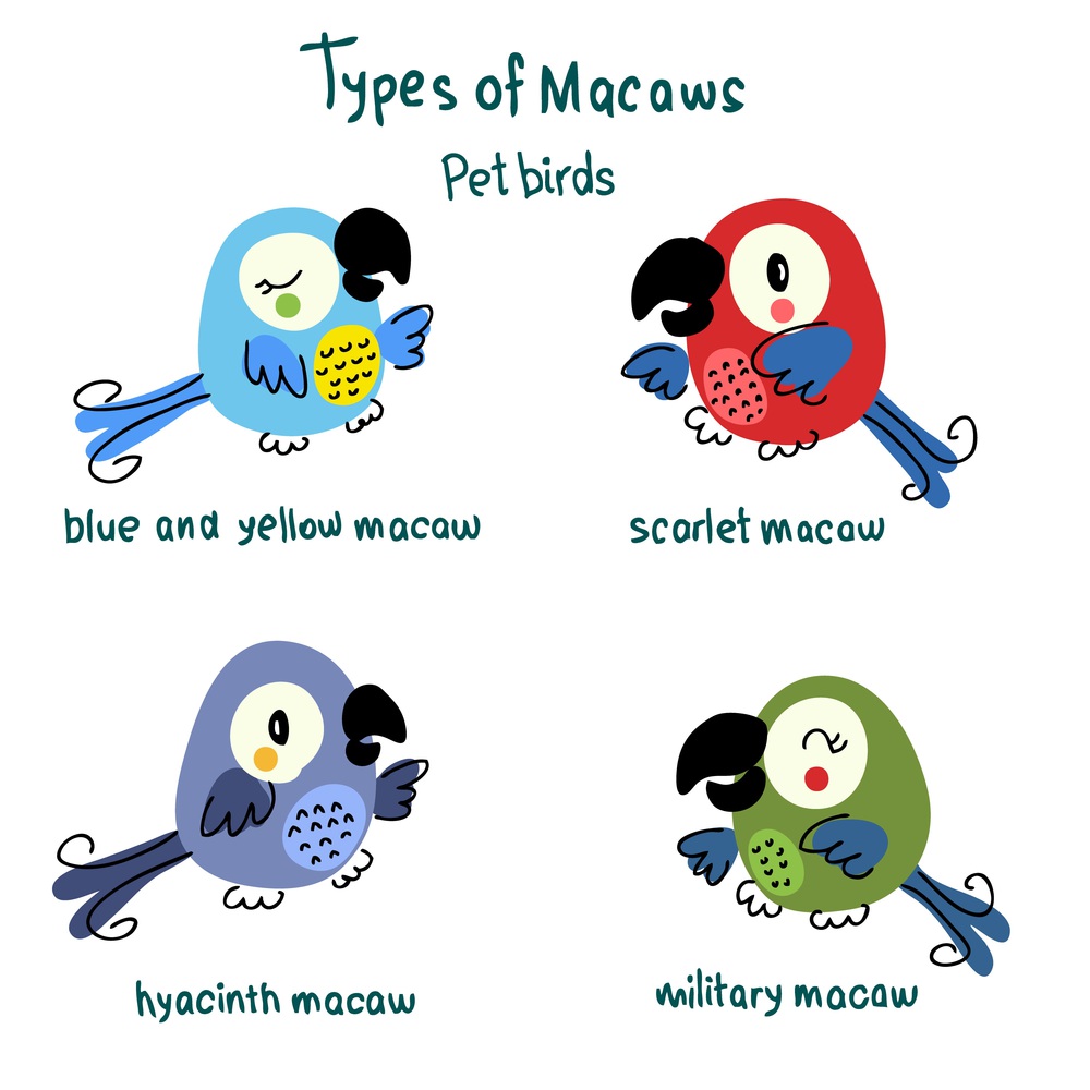 Hand drawn Types of Macaws collection. Perfect for T-shirt, poster, stickers and print. Doodle vector illustration for decor and design.