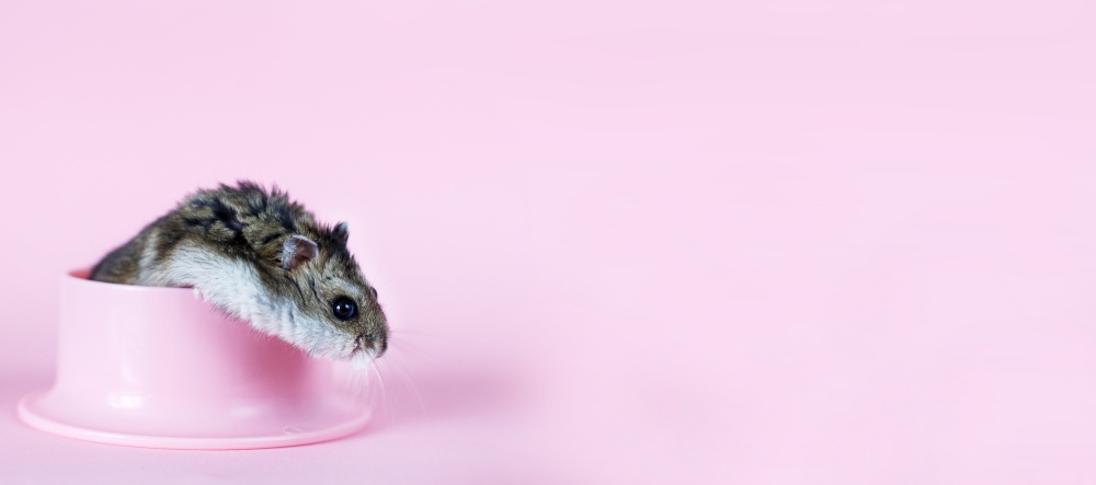 One Djungarian dwarf hamster is eating and sitting on a plastic bowl on the pink background. banner. hamster portrait close. One Djungarian dwarf hamster is eating and sitting on the plastic bowl on the pink background. banner. hamster portrait