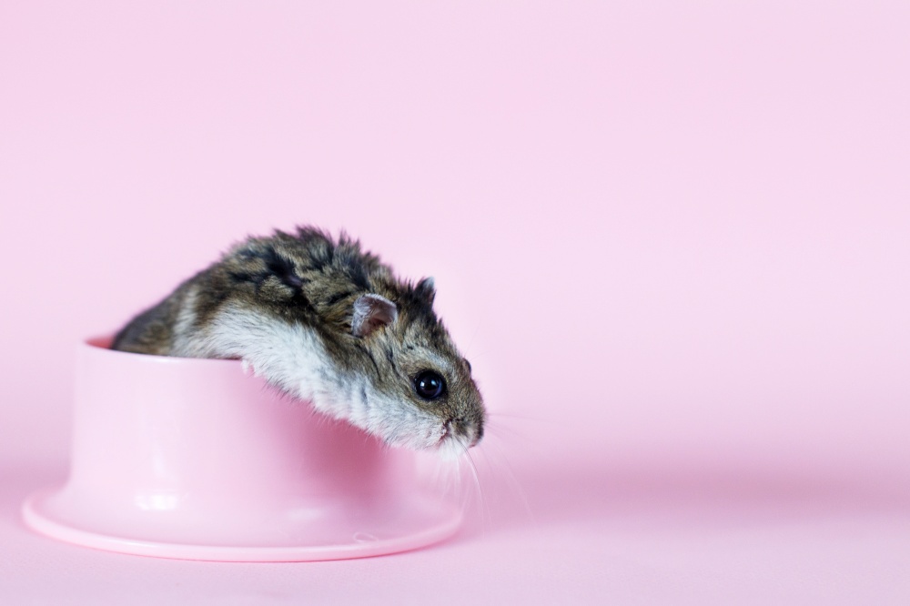 One Djungarian dwarf hamster is eating and sitting on a plastic bowl on the pink background. hamster portrait close. One Djungarian dwarf hamster is eating and sitting on the plastic bowl on the pink background. hamster portrait close