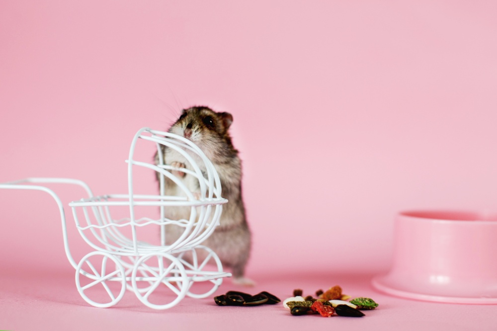 Funny Djungarian hamster with vintage decorative stroller and feed near his bowl on a pink background. Funny Djungarian hamster with vintage decorative stroller and feed near his bowl on pink background