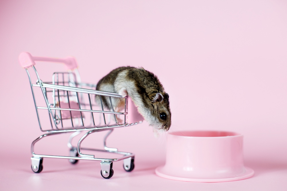 Funny Djungarian hamster in children&rsquo;s empty shopping cart runs away and looking for food in a bowl on a pink background. Funny Djungarian hamster in children&rsquo;s empty shopping cart runs away and looking for food in bowl on a pink background