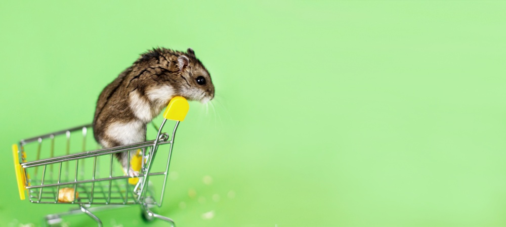 Funny Djungarian hamster sits in children&rsquo;s empty shopping cart and runs away on a green background. Funny pet is having fun. banner. Funny Djungarian hamster sits in children&rsquo;s empty shopping cart on green background. Funny pet is having fun. banner