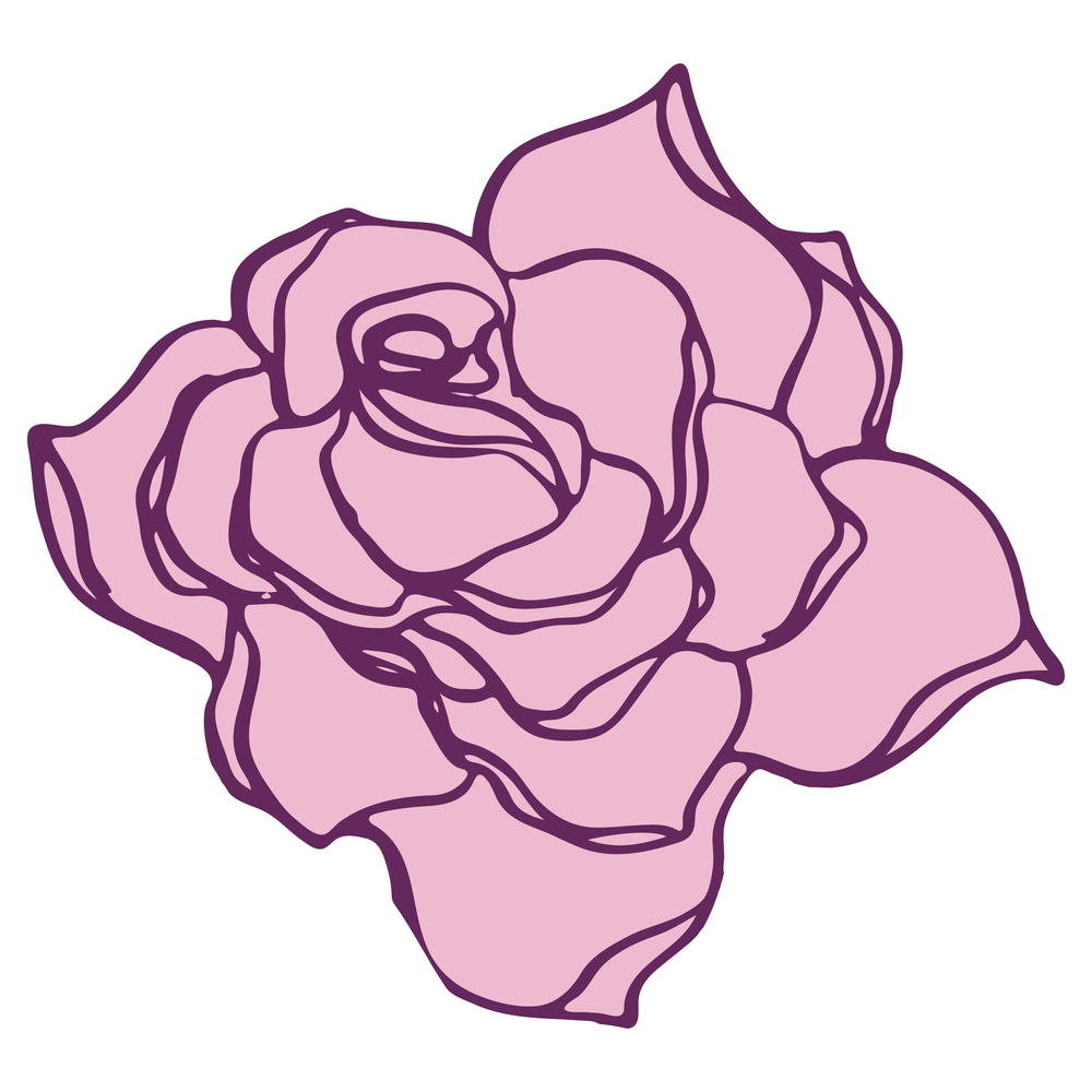 Rose flower illustration. Hand drawn vector isolated.. Rose flower illustration. Hand drawn vector.