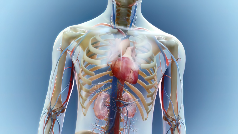 Human Circulatory System Heart Beat Anatomy Concept.3D illustration. Human Circulatory System Heart Beat Anatomy Concept. 3D