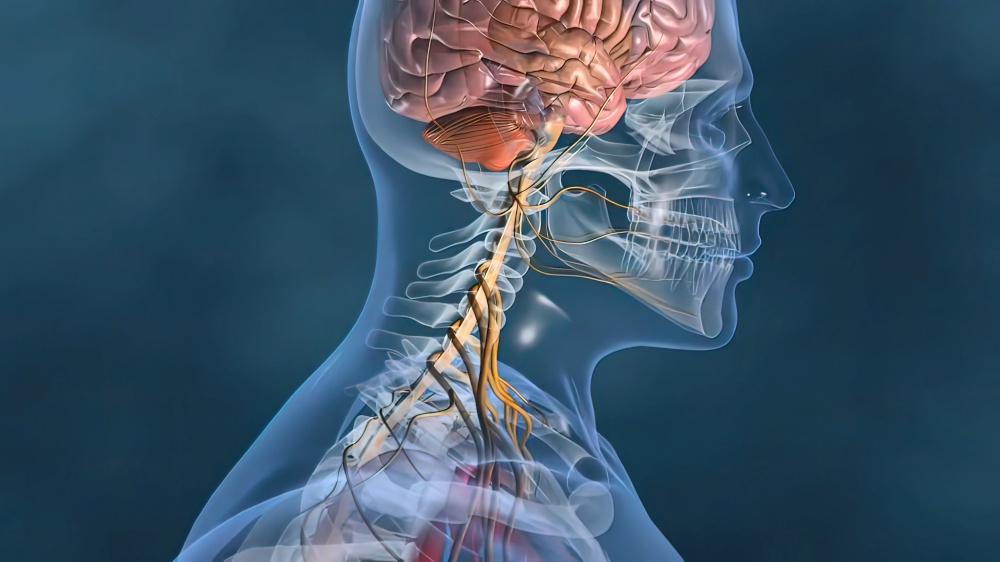 heartbeat and nervous system 3D illustration. heartbeat and nervous system