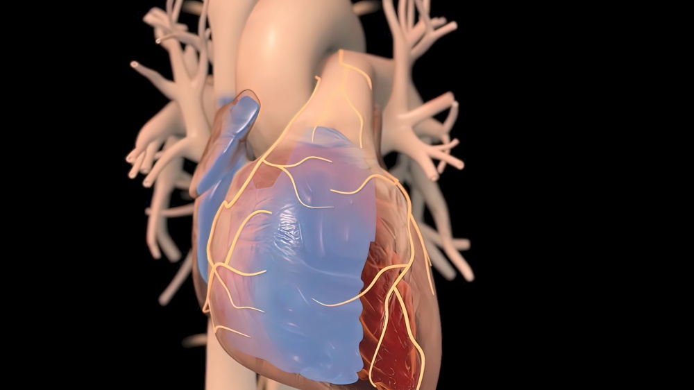 Human heart, realistic anatomy 3d model of human heart on the monitor, visual heart beating. Human anatomy, cardiovascular system.3D illustration. Human heart, realistic anatomy 3d model of human heart on the monitor,