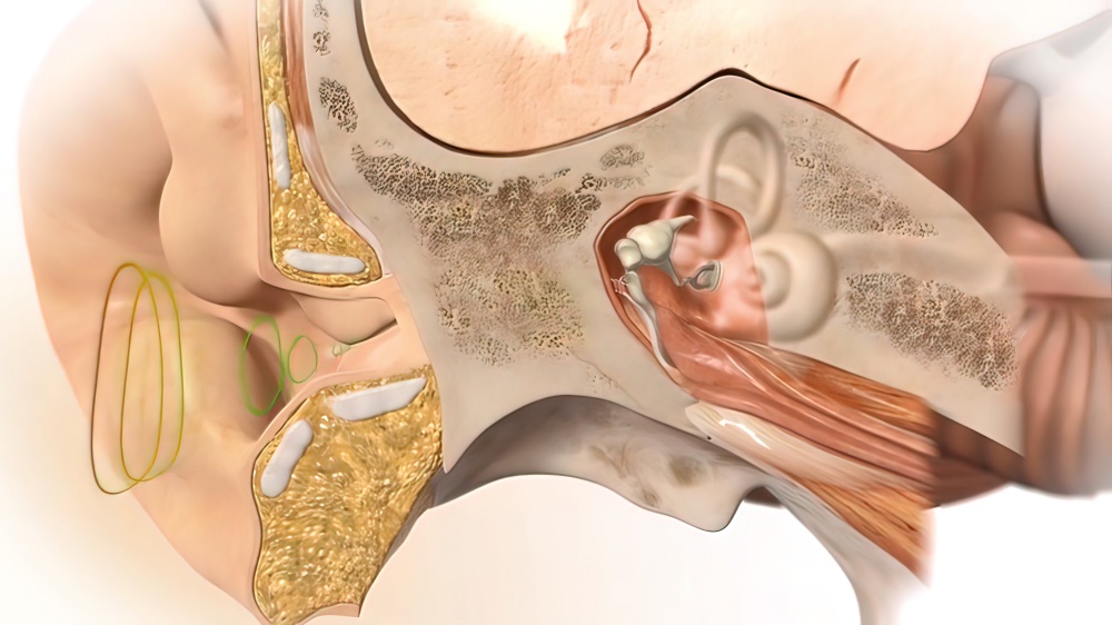 3D Human Ear Anatomy System 3D illustration. 3D Human Ear Anatomy System
