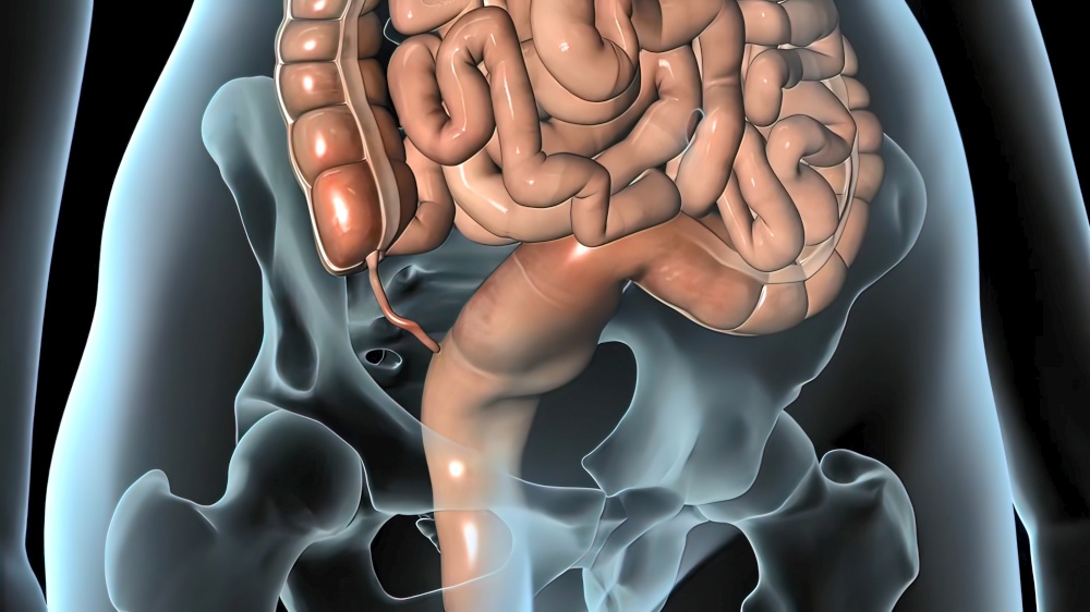 3d rendered medically accurate illustration of the colon 3D illustration. 3d rendered medically accurate illustration of the colon