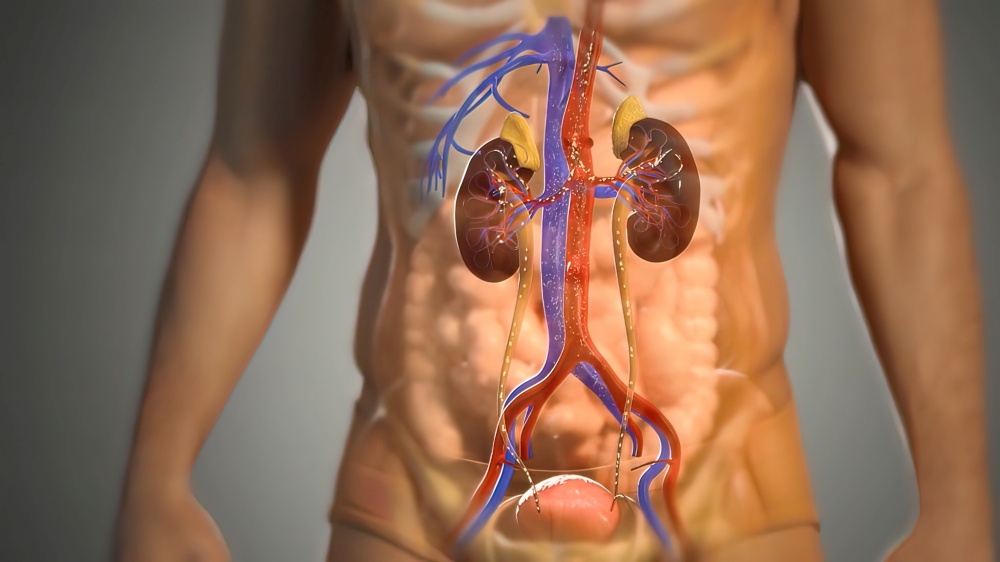 Human Circulatory System Anatomy Concept. 3d illustration. Human Circulatory System Anatomy Concept. 3D