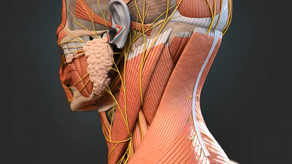 Muscular System complete , camera rotation showing all the muscles. 3d illustration. Muscular System complete , camera rotation showing all the muscles.