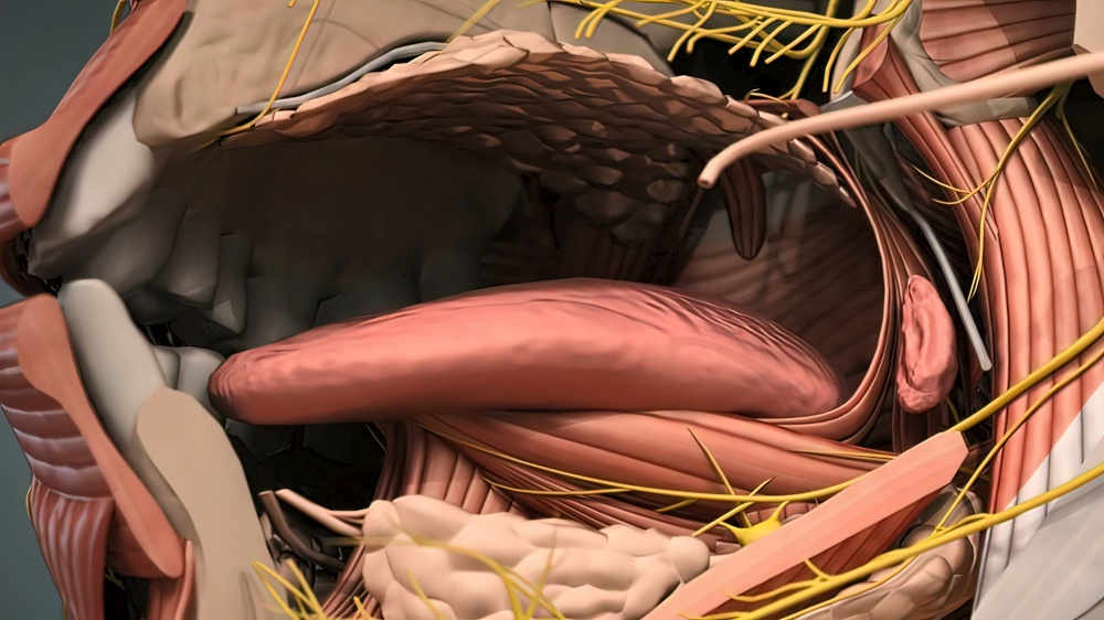 Human Mouth Tongue And Muscles 3d illustration. Human Mouth Tongue And Muscles