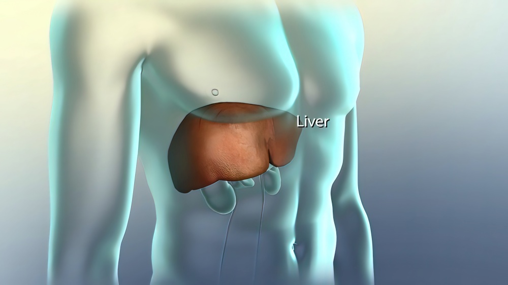The liver is needed to digest food and cleanse your body of toxic substances. 3D illustration. Liver, pancreas and kidney in the human body