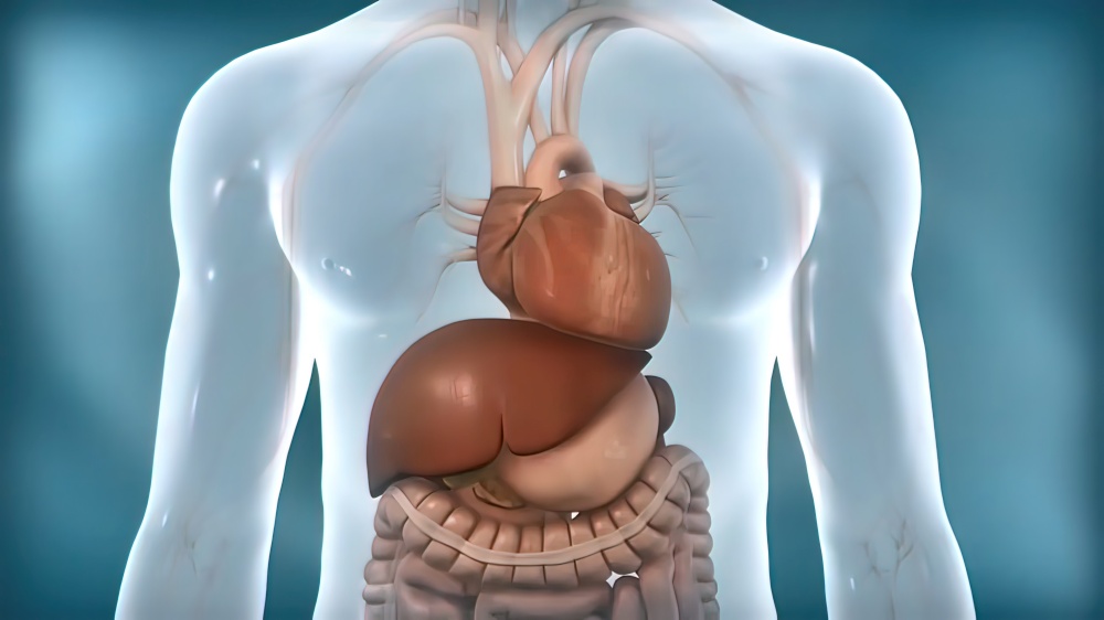 Transparent male internal organs functioning of the liver. 3D Medical 3D illustration. Transparent male internal organs functioning of the liver.