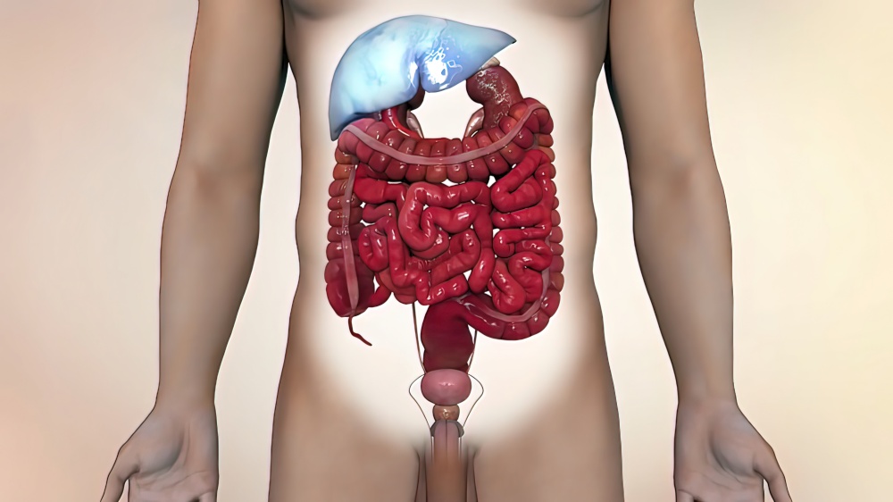 Animated representation of the human digestive system. Indication of liver affected organs 3D illustration. Animated representation of the human digestive system.