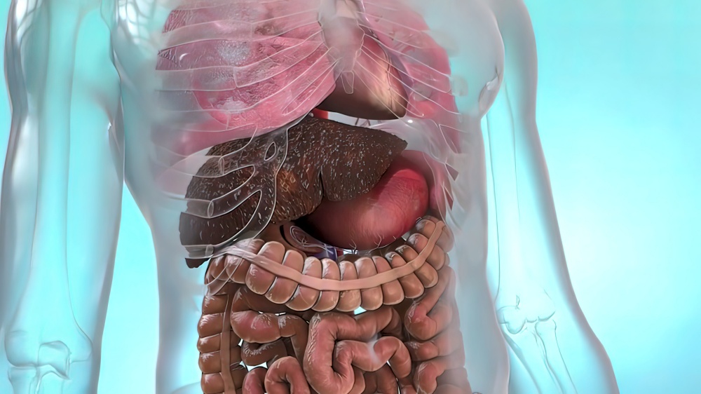 The liver is needed to digest food and cleanse your body of toxic substances. 3D illustration. Liver failure. Liver organ transplant