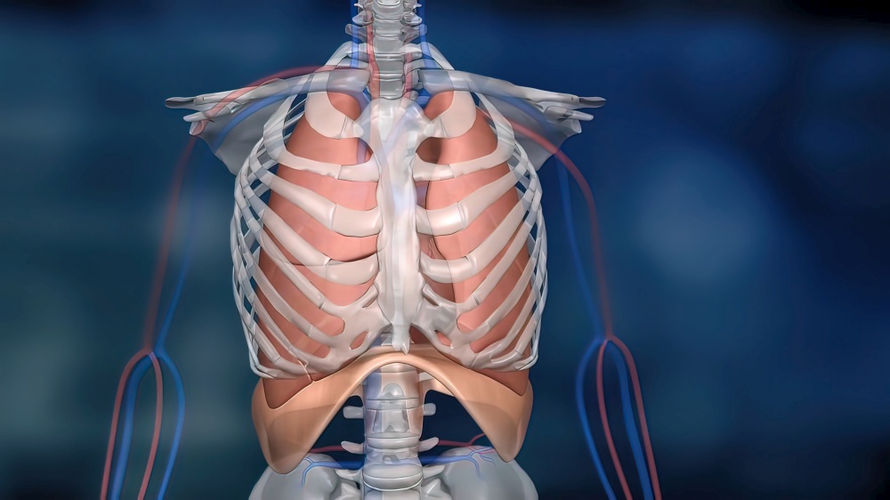 The diaphragm, located below the lungs, is the major muscle of respiration. 3D illustration. Human skeleton in blue background.Animated illustration of lung and aperture