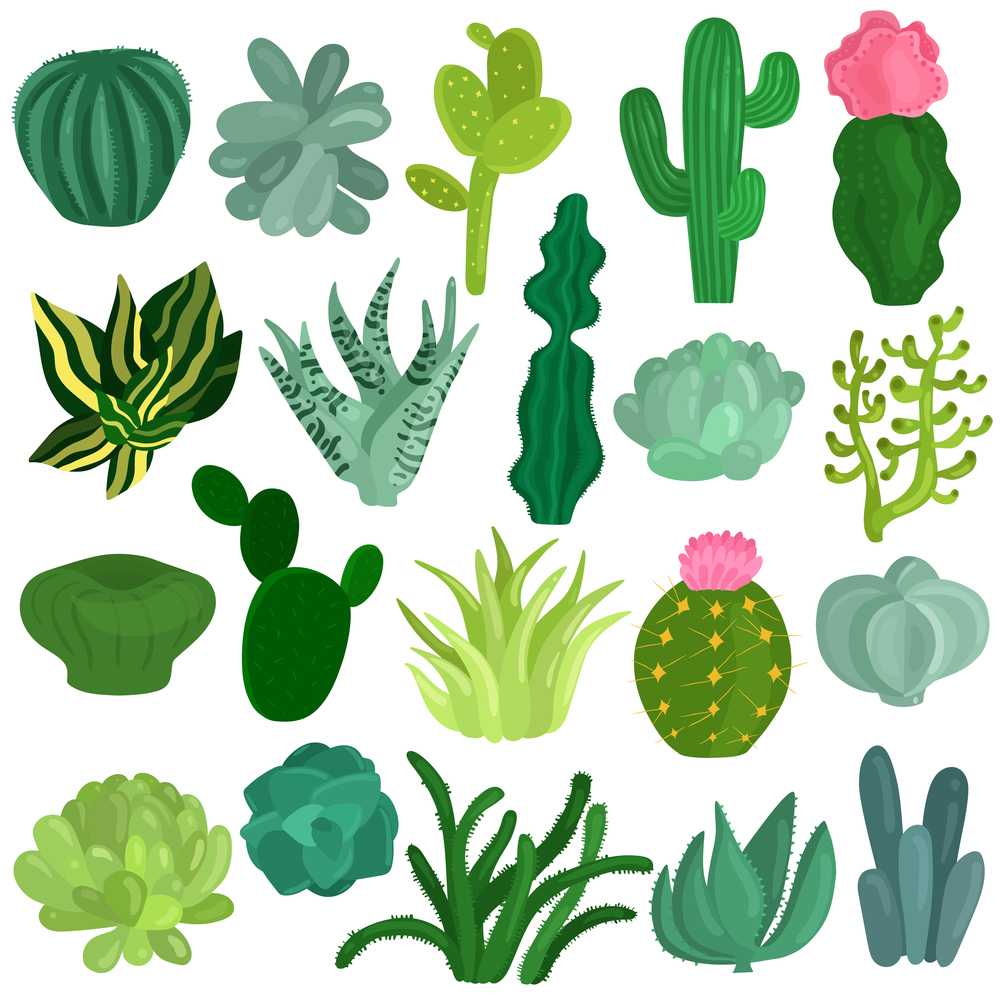 Cacti and succulent plants varieties flat icons collection with aloe crassula echeveria opuntia euphorbia isolated vector illustration . Cacti Succulents Plants Flat Set