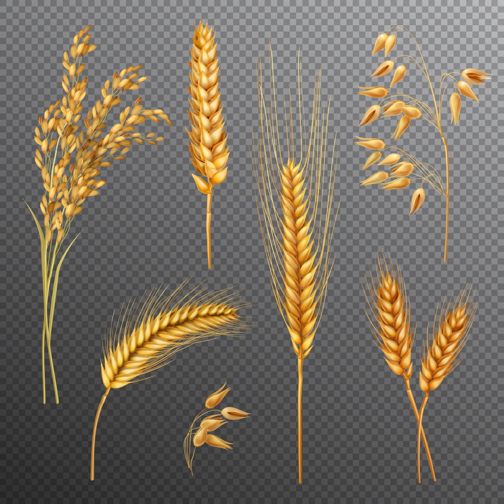 Realistic cereals set with rice, oats, spikelets of wheat and barley isolated on transparent background vector illustration. Realistic Cereals Transparent Background Set
