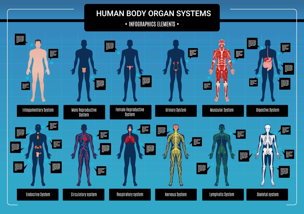 Human body internal organs circulatory nervous and skeletal systems anatomy and physiology flat educative infographics vector illustration. Human Body Infographics