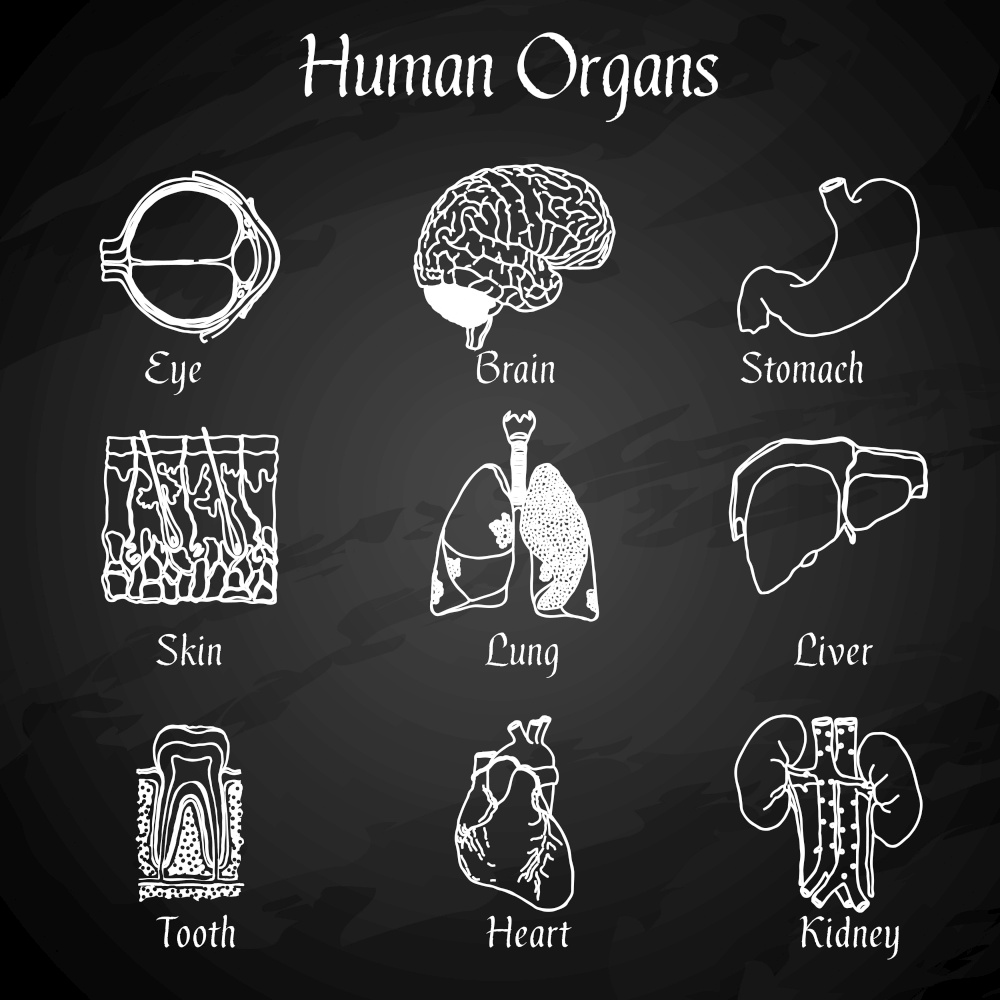 Human organs chalkboard icons set of skin lung liver tooth isolated vector illustration
