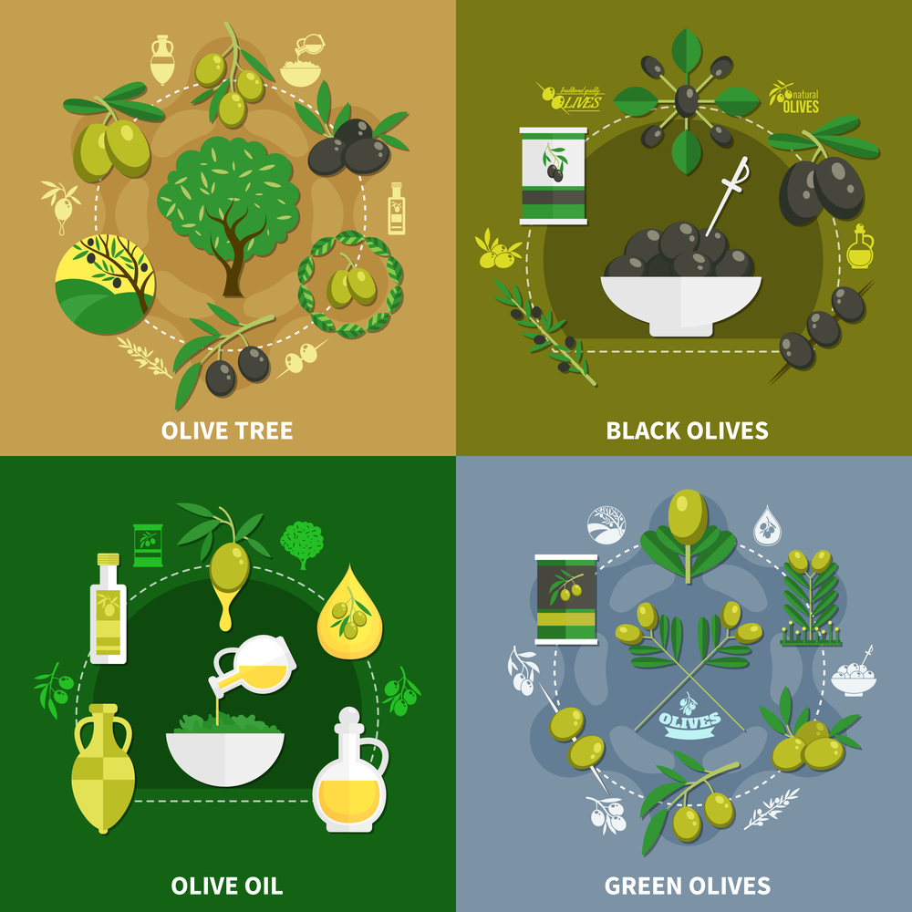 Flat design concept with green and black olives, tree, oil in jug and bottle isolated vector illustration  . Olives Flat Design Concept