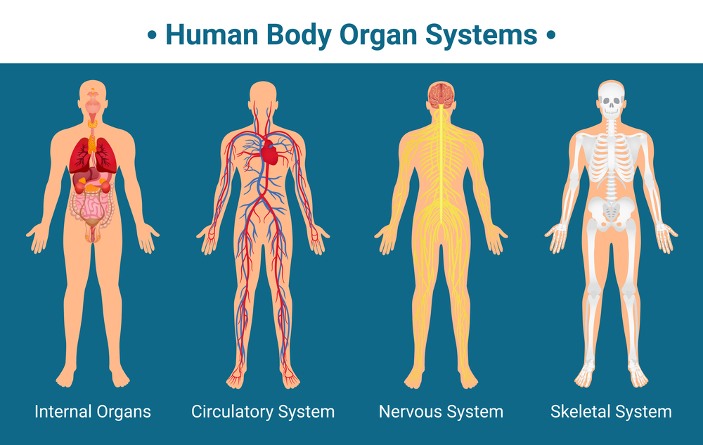 Human body internal organs circulatory nervous and skeletal systems anatomy and physiology flat educative poster vector illustration. Human Body Organ Systems Poster