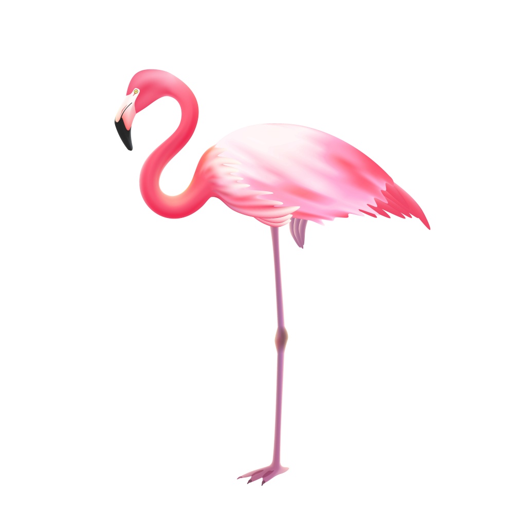 Pink elegant flamingo bird standing on one leg against white background realistic isolated image icon illustration vector  . Pink Flamingo One Leg Realistic Icon