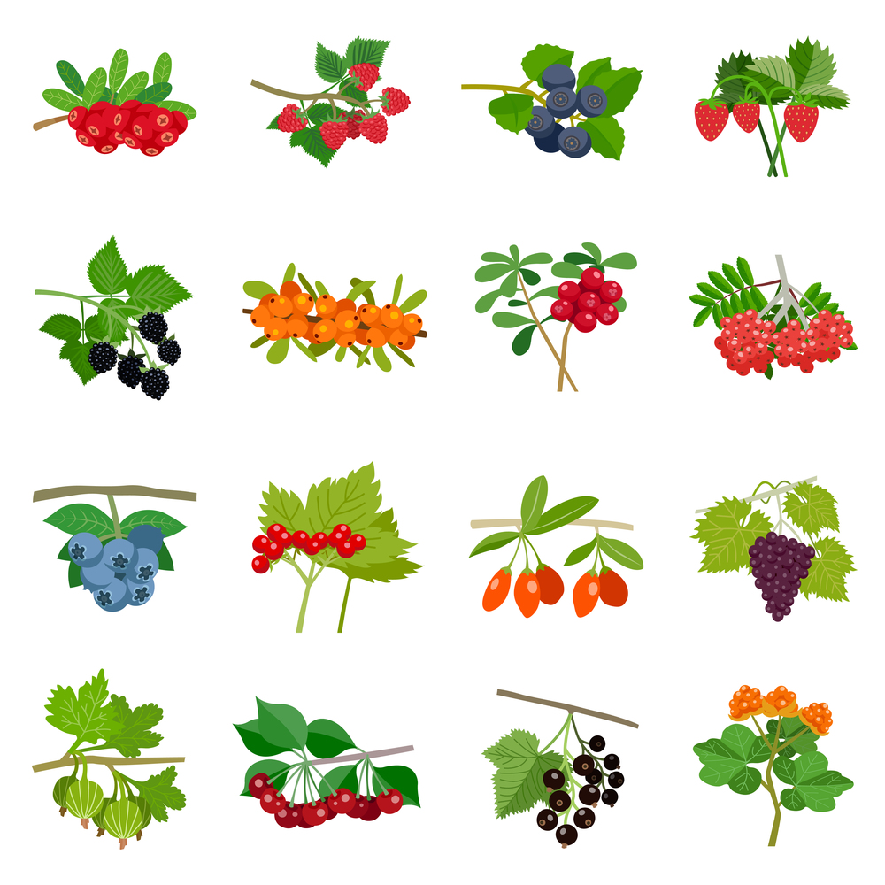 Colorful berries icons set of different kinds in flat style isolated vector illustration. Colorful Berries Icons Set