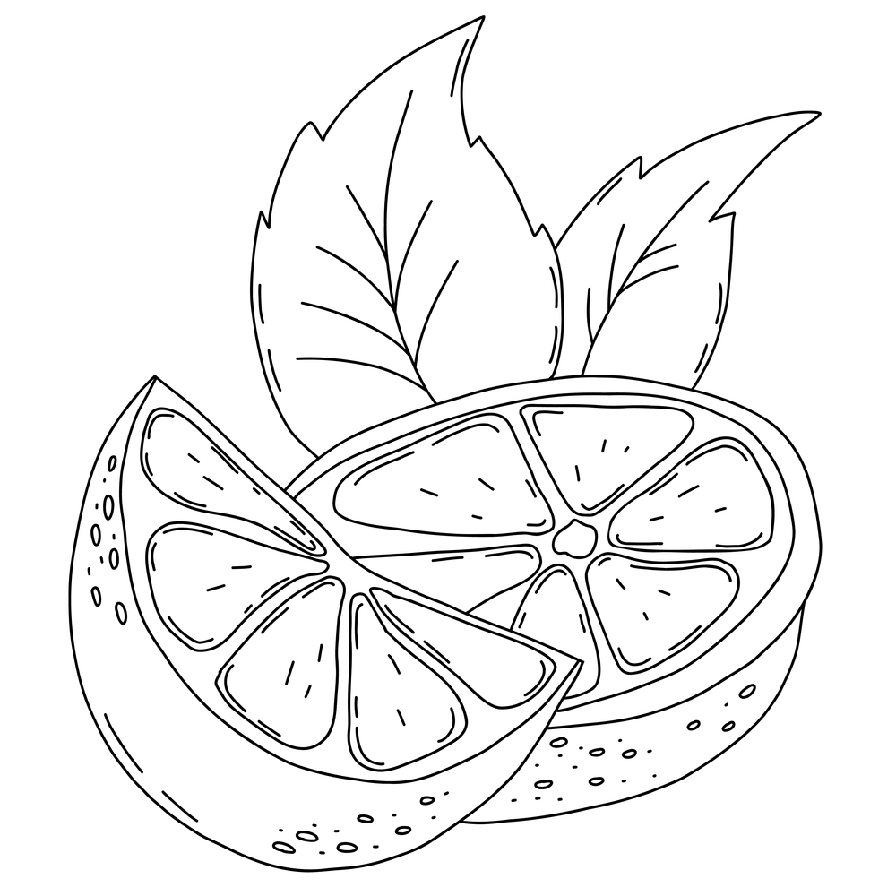 Citrus fruit. Lemon slices with leaves. Vector illustration. Isolated linear hand drawing. outline element for design and decoration