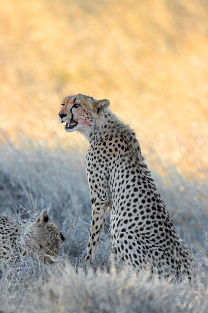 An alert cheetah (Acinonyx jubatus) in natural habitat, South Africa