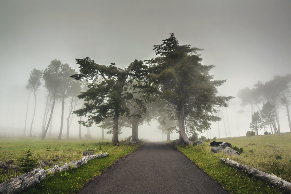 Beautiful landscape of a road on a foggy morning