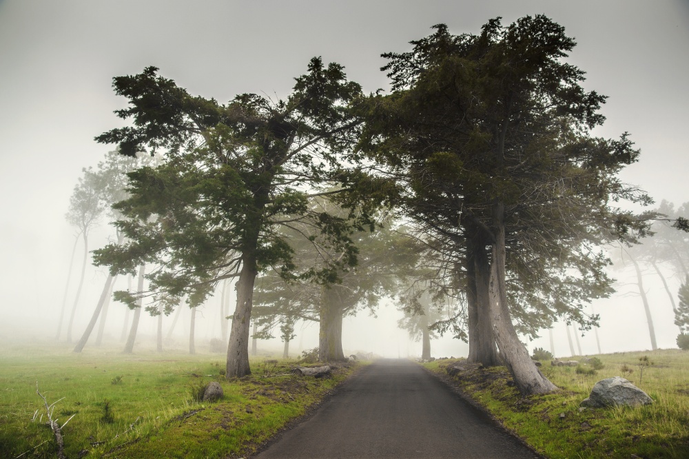 Beautiful landscape of a road on a foggy morning