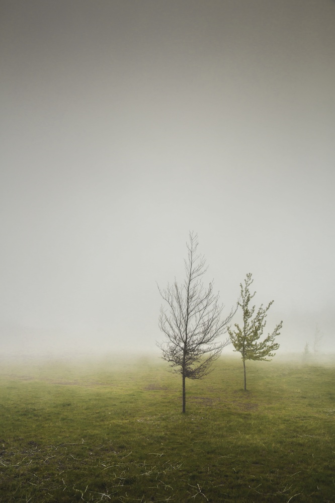 Landscape of trees in the mist, Madeira Island, Portugal