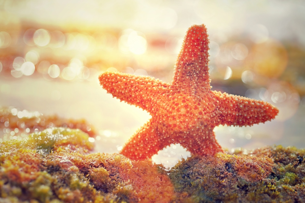 Beautiful starfish in mild yellow sunset light, beauty of exotic nature, relaxation on the beach, summer vacation concept