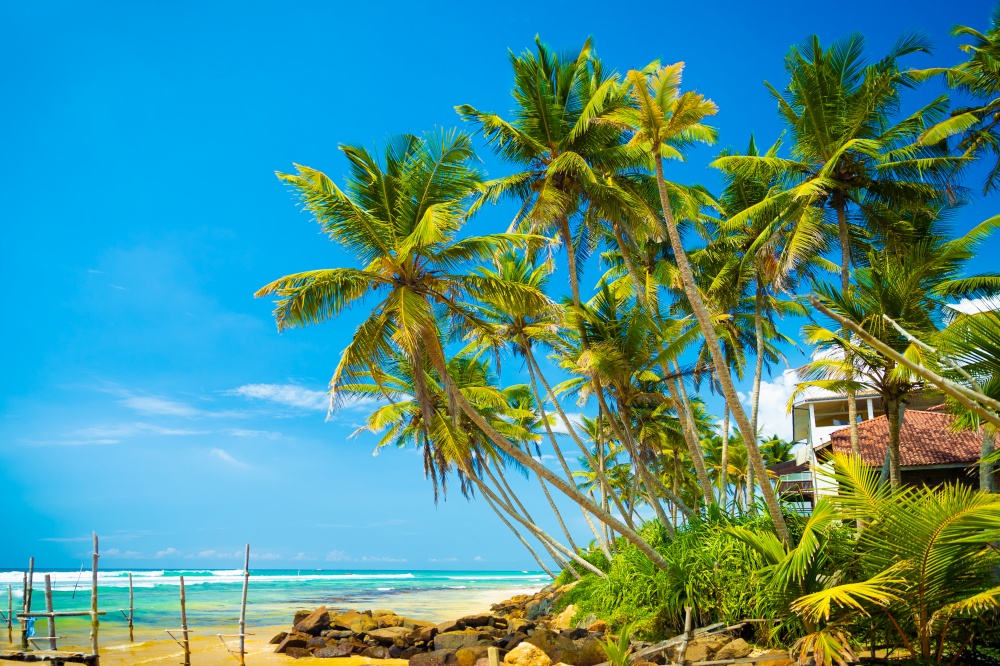 Amazing landscape of a beautiful tropical island, fresh green palm trees over blue sky background, paradise beach, surf location in Sri Lanka