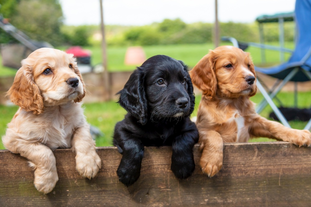 Three cute black and brown puppy dogs together leaning on a wooden fence outside