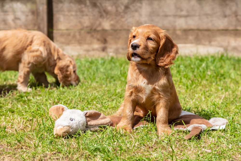 Two Cute Brown Puppy Dogs Playing on Grass in a Park or Garden