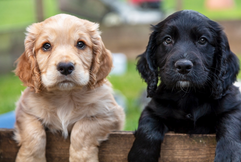 Cute black and brown puppy dogs, two puppies, together leaning on a wooden fence outside