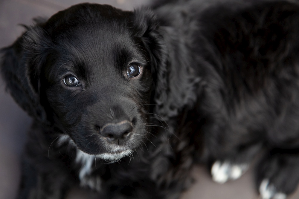 Cute black puppy dog laying down looking into camera