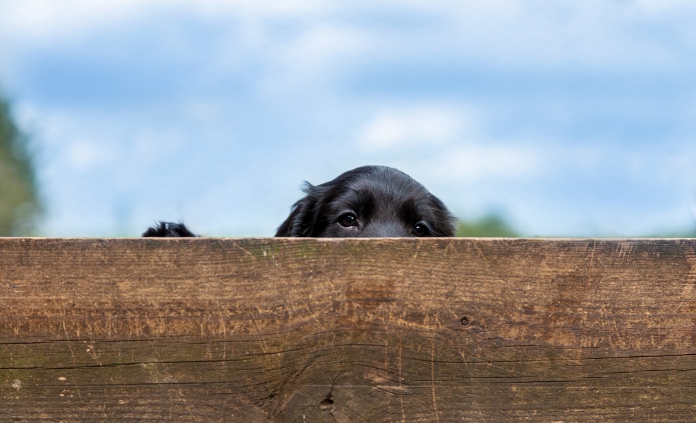 Cute black puppy dog looking over a wooden fence outside in summer