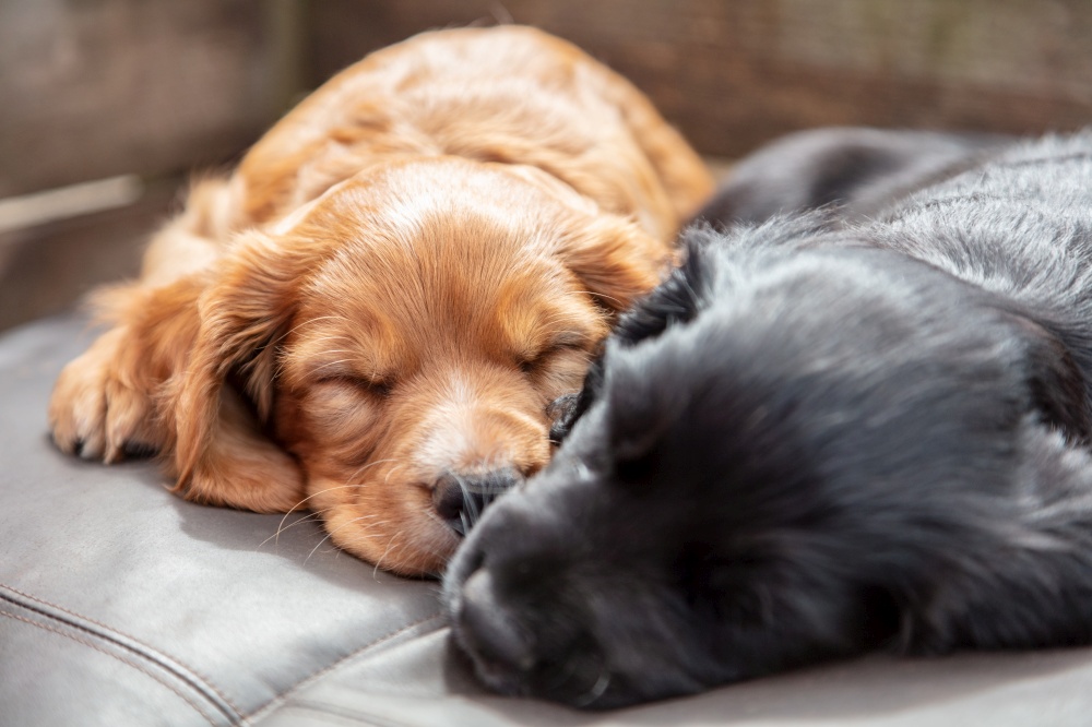 Cute black and brown puppy dogs sleeping in sunshine on a cushion