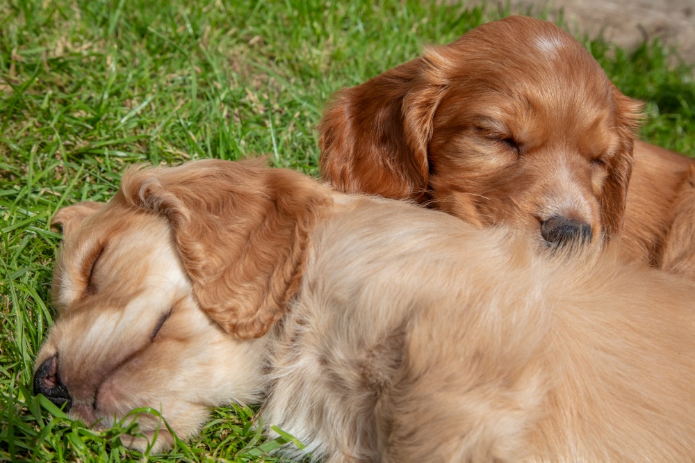 Cute brown puppy dogs sleeping in sunshine on grass